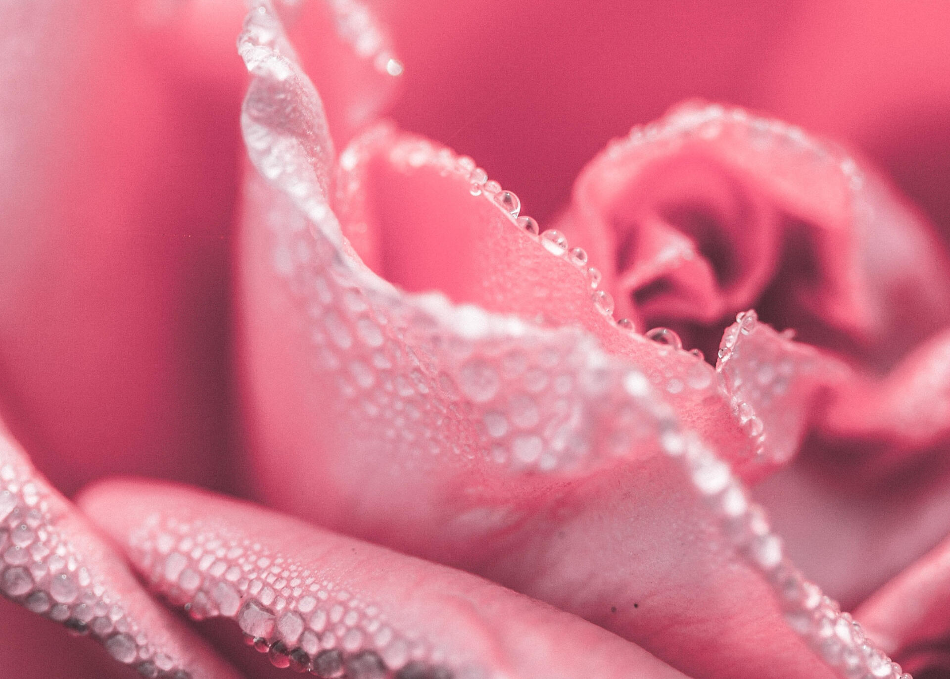 Rosenblüten – ergänzende Gesichtspflege Ergänzende Gesichtspflege – Rosenblüte mit Tau