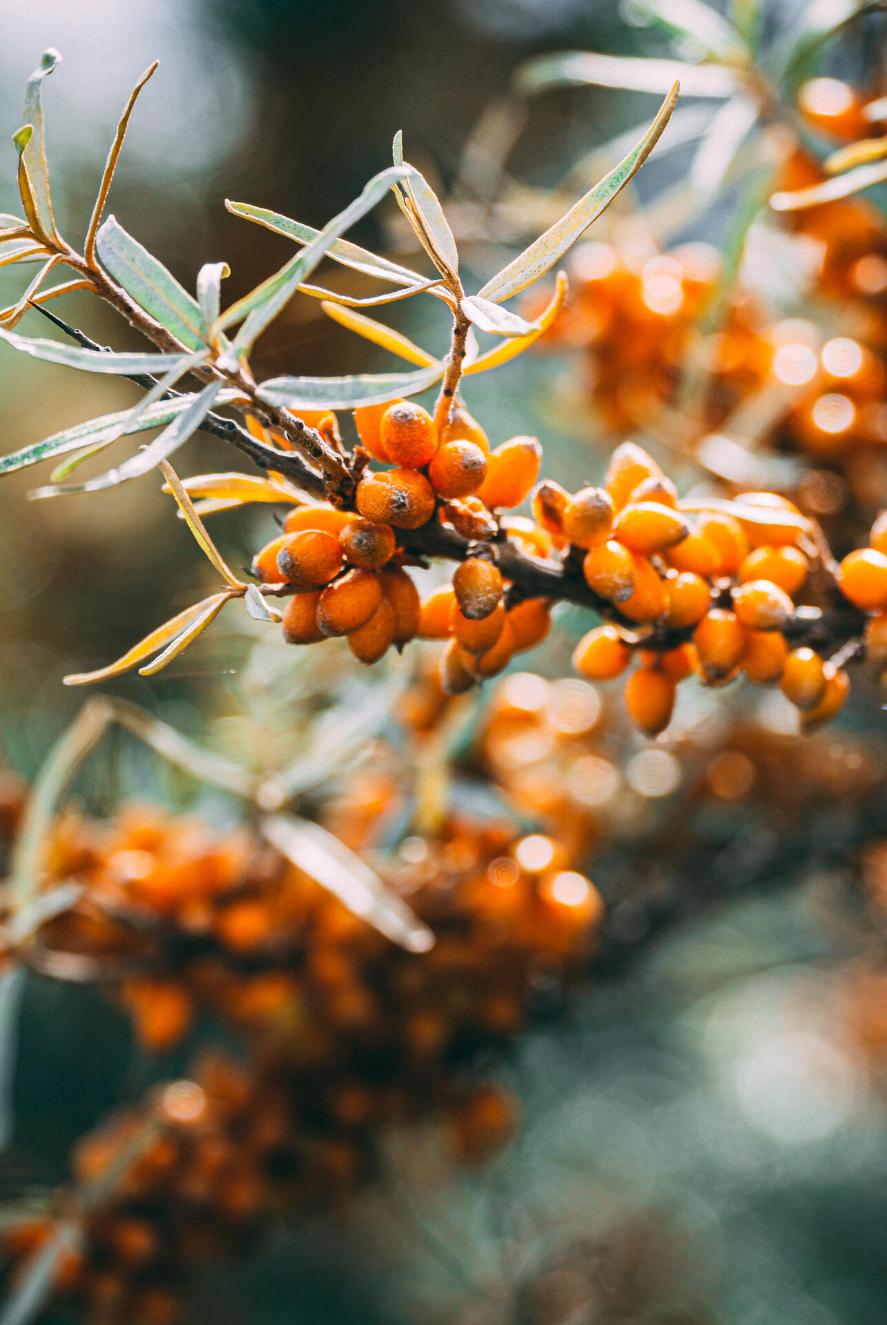 Hochwertige Naturkosmetik – Sanddorn Hochwertige Naturkosmetik – Öl aus hochwertigen Substanzen