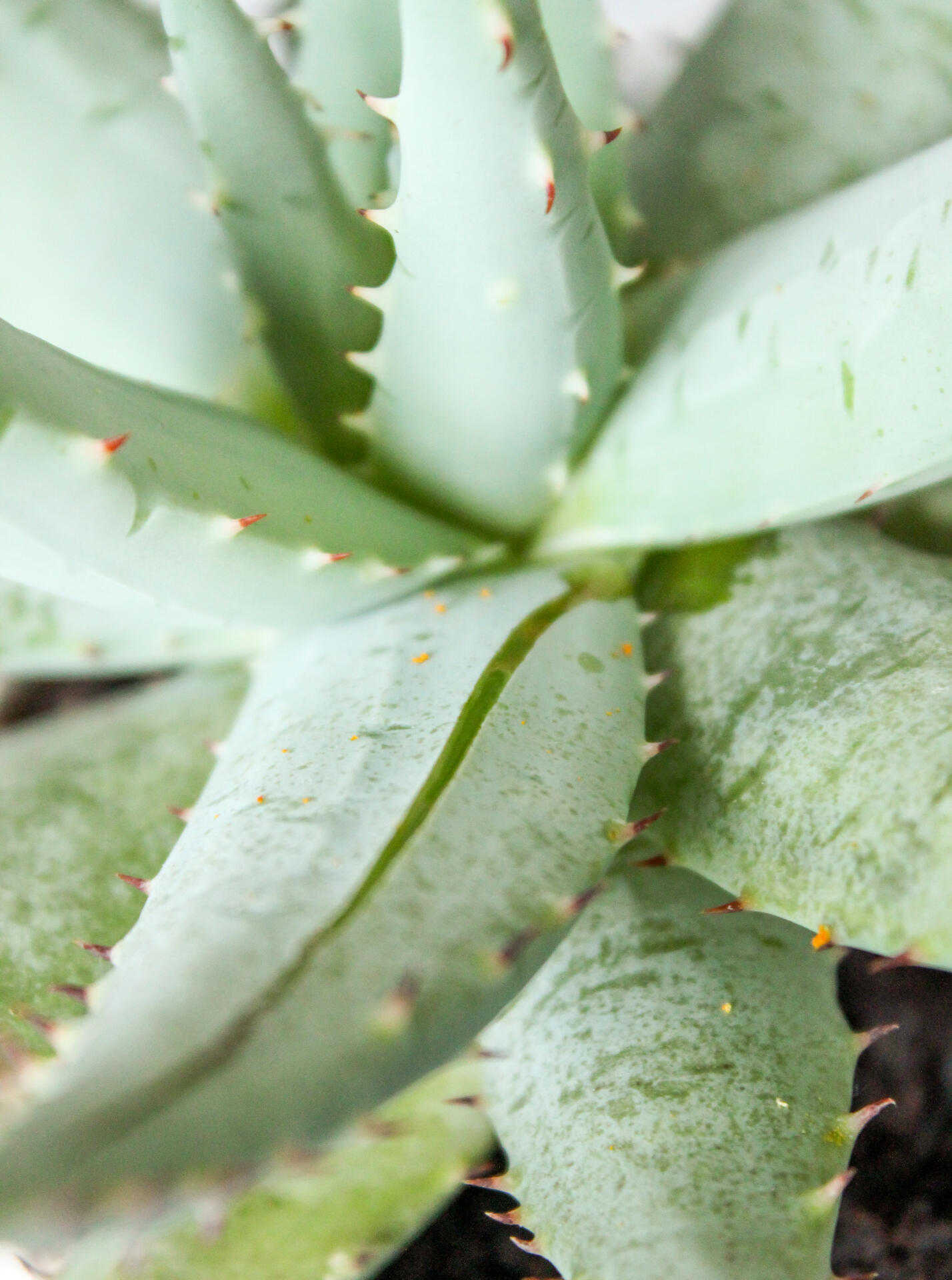 Narben-Creme & Spezialpflege – Titelbild Aloe Spezialpflege, Bild einer Aloe-Vera-Pflanze